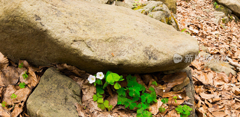 酢浆草(Oxalis acetosella)花。